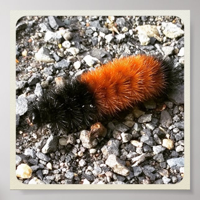 Woolly Bear Caterpillar Poster (Front)