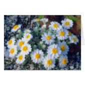 Woolly Daisy Wildflowers (Front Horizontal)