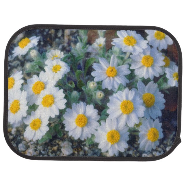 Woolly Daisy Wildflowers Car Mat (Rear)
