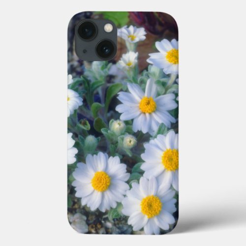 Woolly Daisy Wildflowers iPhone 13 Case