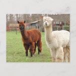 Woolly Llamas ~  Postcard at Zazzle