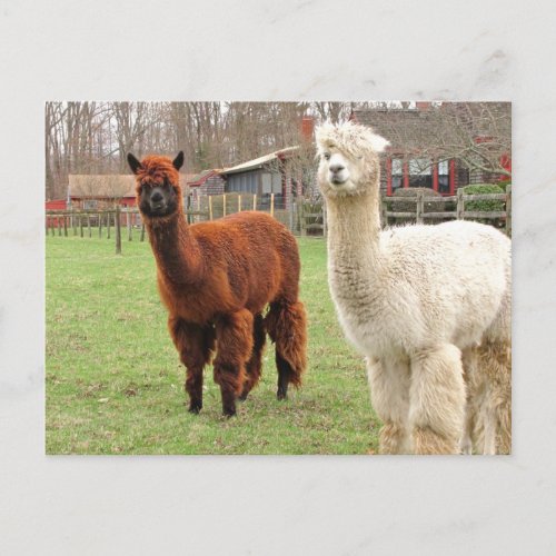 Woolly Llamas   postcard