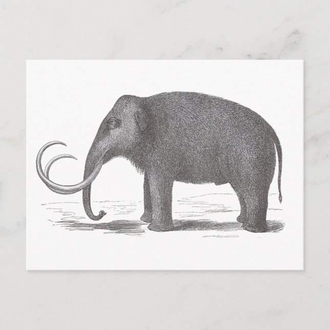 Woolly Mammoth Extinct Mastodon Antique Print Postcard (Front)