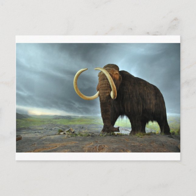 Woolly Mammoth Mod Destiny Postcard (Front)