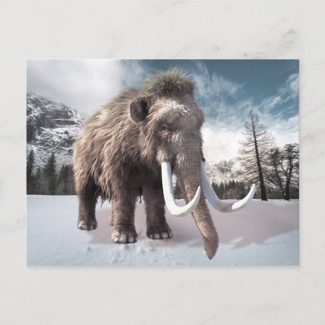 Woolly Mammoth Postcard (Front)