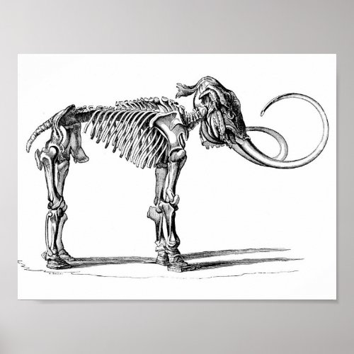 Woolly Mammoth Poster