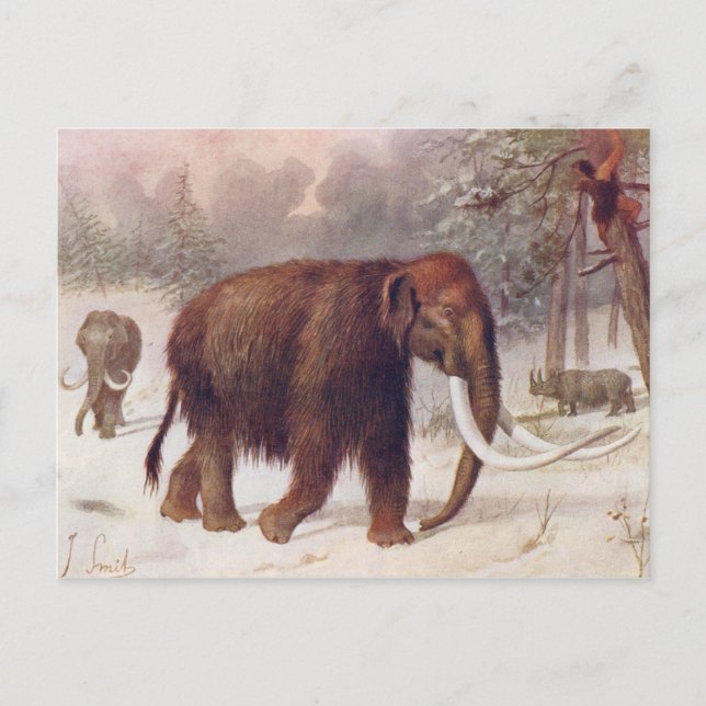 Woolly Mammoth Prehistoric Animal Antique Print Postcard (Front)