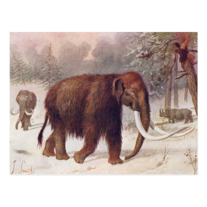 Woolly Mammoth Prehistoric Animal Antique Print Post Cards