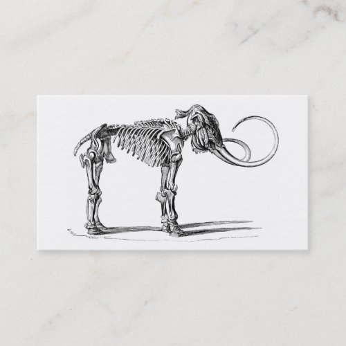 Woolly mammoth skeleton profile card