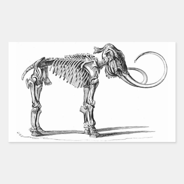 Woolly Mammoth Skeleton stickers (Front)