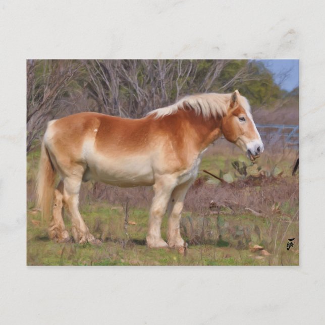 Work Horse in Hill Country Postcard (Front)