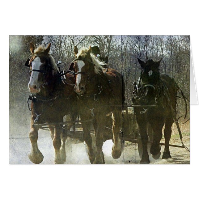 Working Amish Drafts Cards (Front Horizontal)