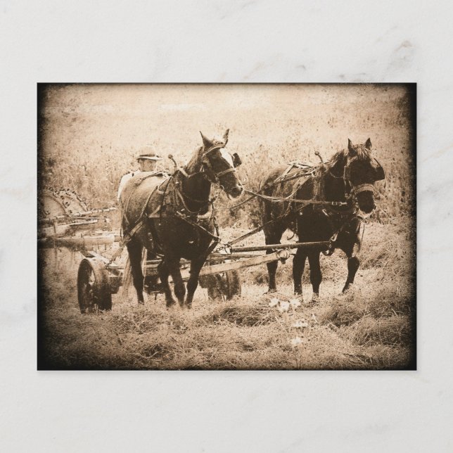 Working Amish Horses Sepia Postcard (Front)