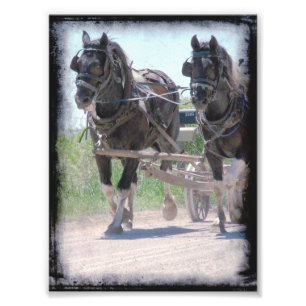 Working Amish Pinto Drafts Photo Print