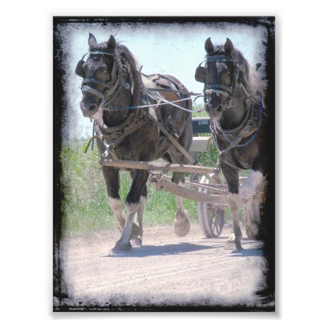 Working Amish Pinto Drafts Photo Print (Front)