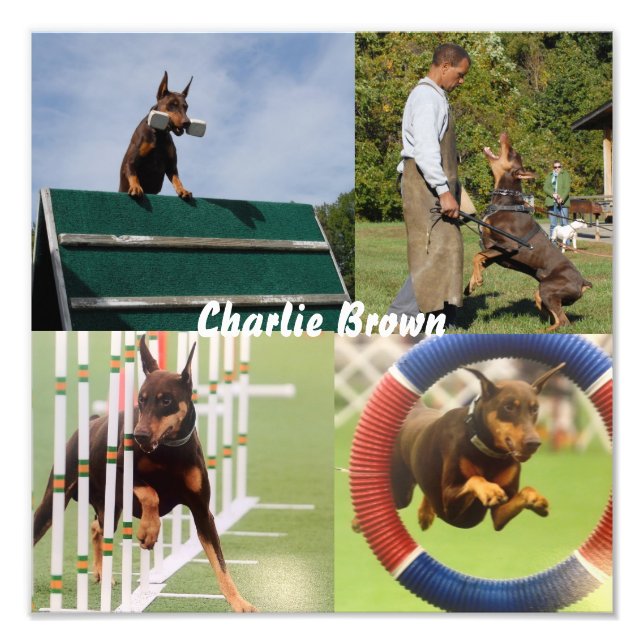 Working Dog Photo Print (Front)