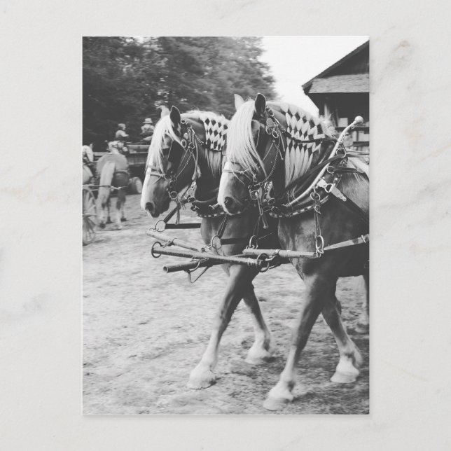 Working Draft Horses in Black and White Postcard (Front)