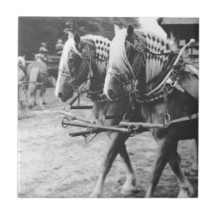 Working Draft Horses in Black and White Tile