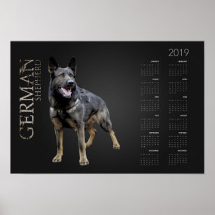 Working German Shepherd Dog - GSD Calendar 2019 Poster