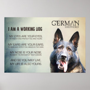 Working German Shepherd Dog  - GSD Poster