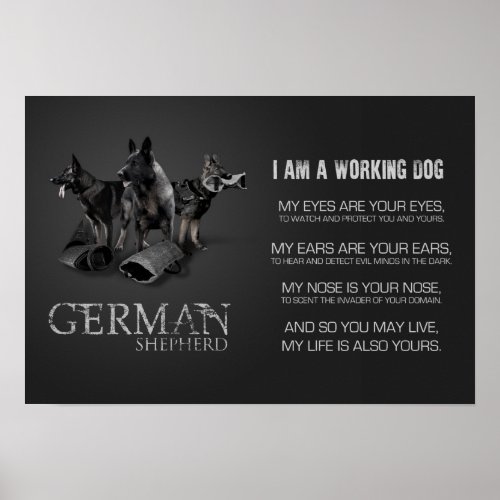 Working German Shepherd Dog  _ GSD Poster