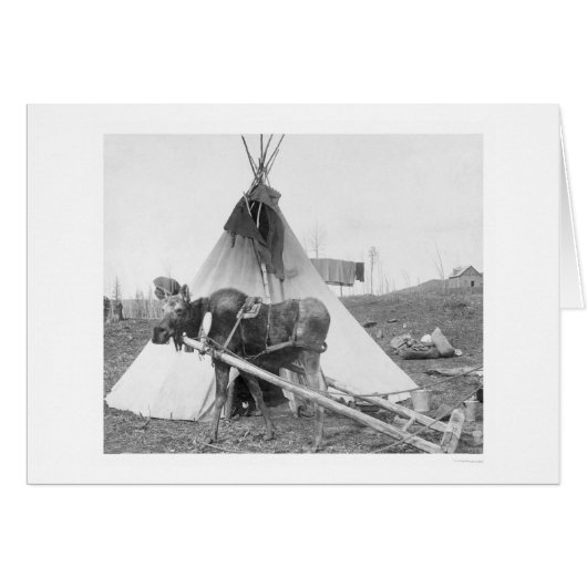Working Moose Teepee 1916 Cards (Front Horizontal)