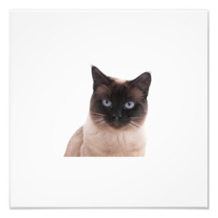 world best cute cat photo print