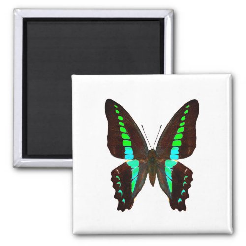 World Butterfly 11 Round Magnet