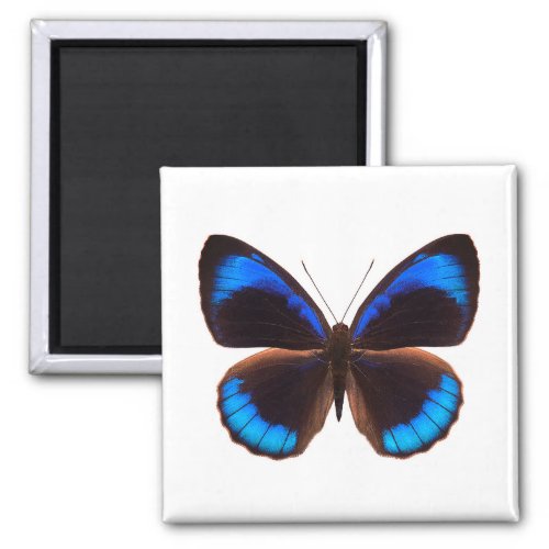 World Butterfly 14 Round Magnet