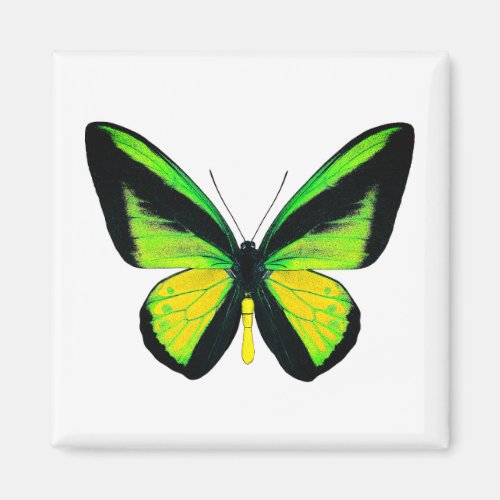 World Butterfly 1 Round Magnet
