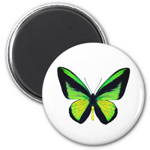 World Butterfly 1 Round Magnet