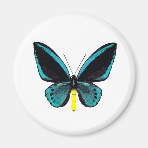 World Butterfly 3 Round Magnet