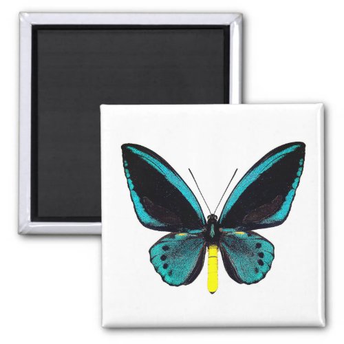 World Butterfly 3 Round Magnet