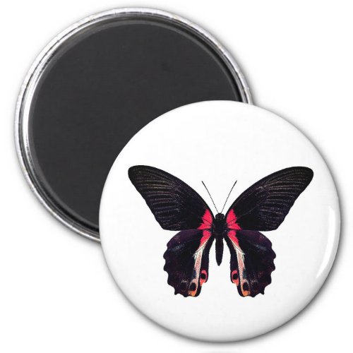 World Butterfly 4 Round Magnet
