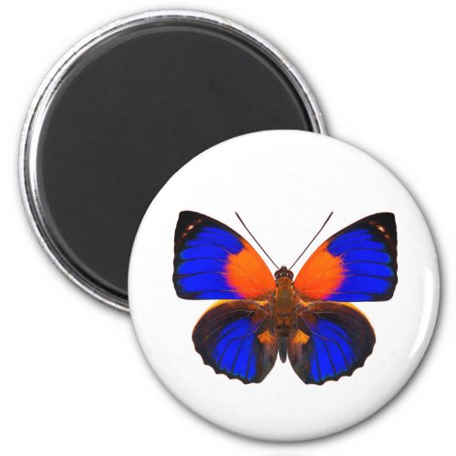 World Butterfly 5 Round Magnet