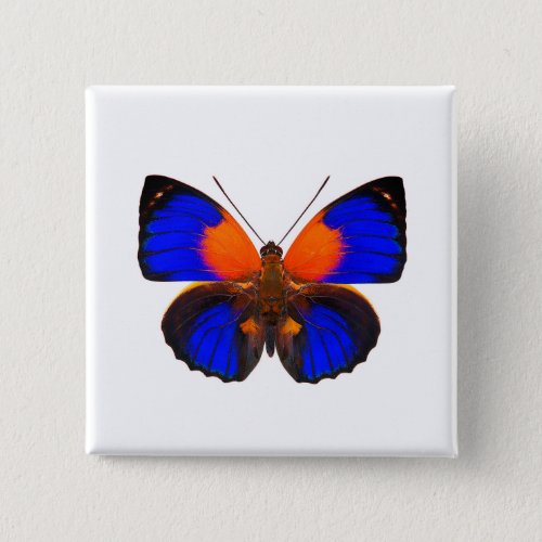  World Butterfly 5 Square Button