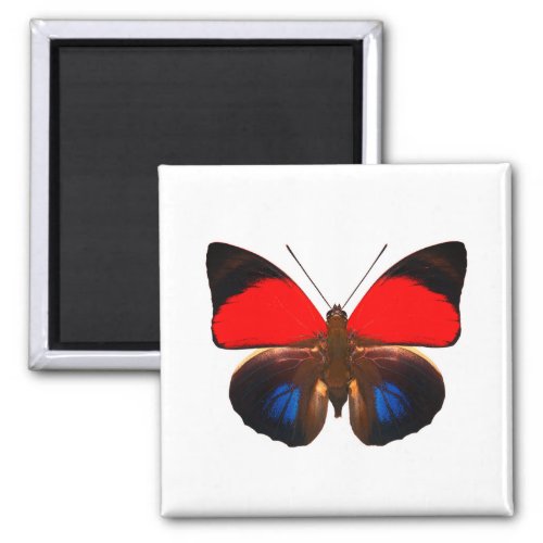 World Butterfly 6 Round Magnet