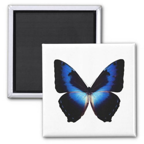 World Butterfly 8 Round Magnet