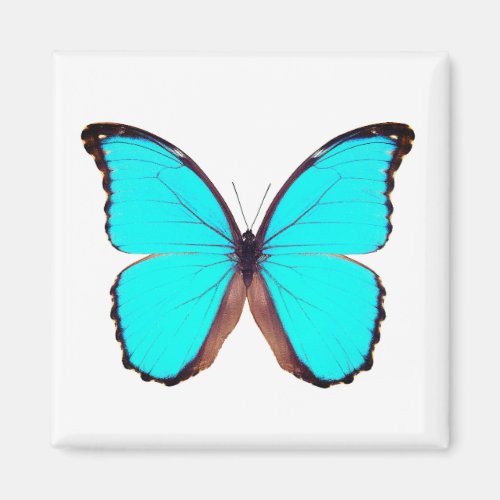 World Butterfly 9 Round Magnet