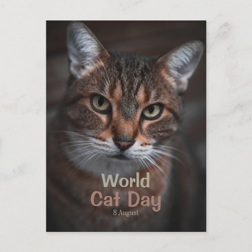 World Cat Day 8 August Postcard