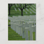 World War II cemetery, Memorial Day Postcard