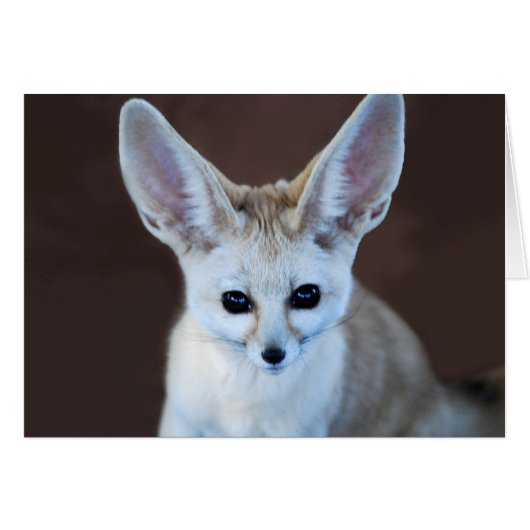 Worlds Cutest Fennec Fox (Front Horizontal)