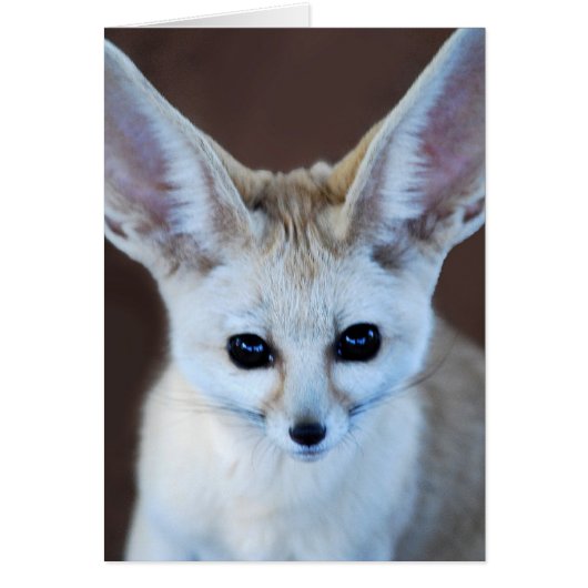 Worlds Cutest Fennec Fox Cards (Front)