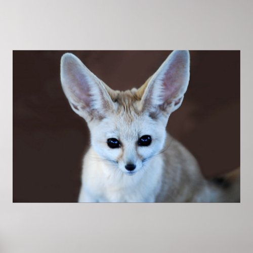 Worlds Cutest Fennec Fox Poster