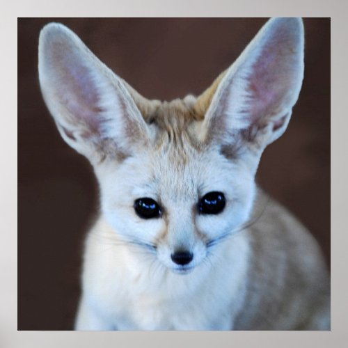 Worlds Cutest Fennec Fox Poster