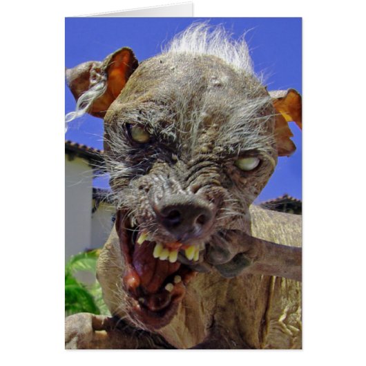 World's Ugliest Dog Cards (Front)