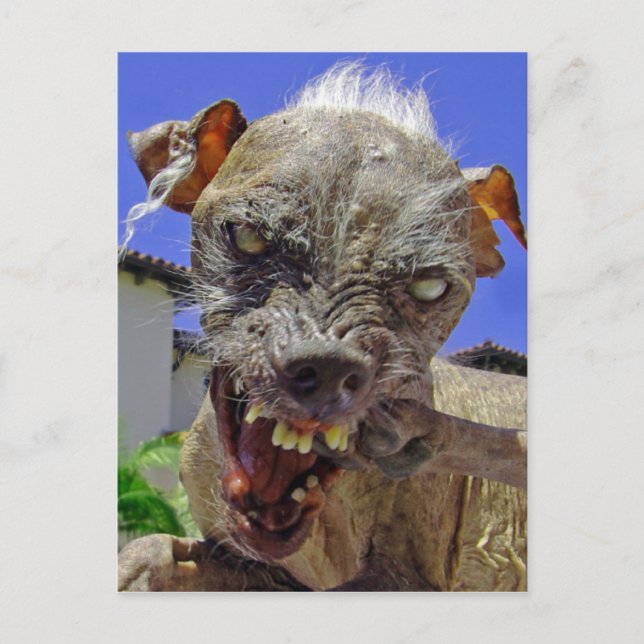 World's Ugliest Dog Postcard (Front)