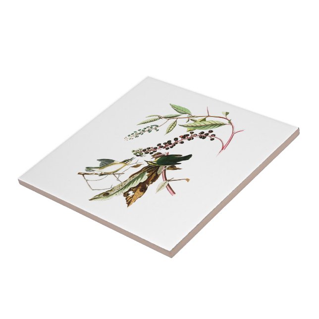 Worm eating Warbler John Audubon Birds of America Ceramic Tile (Side)