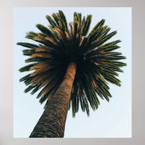 Worm eye photography of palm tree poster