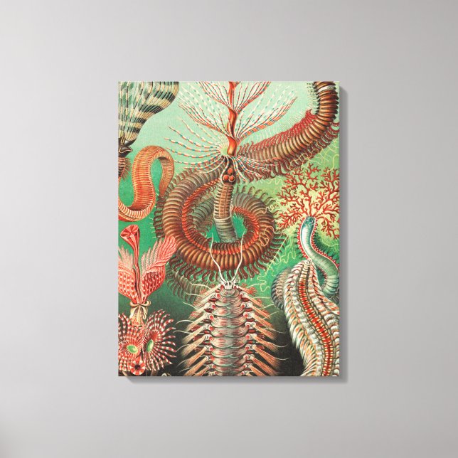 Worms, Annelids Chaetopoda by Ernst Haeckel Canvas Print (Front)